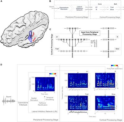 Spectro-Temporal Processing in a Two-Stream Computational Model of Auditory Cortex